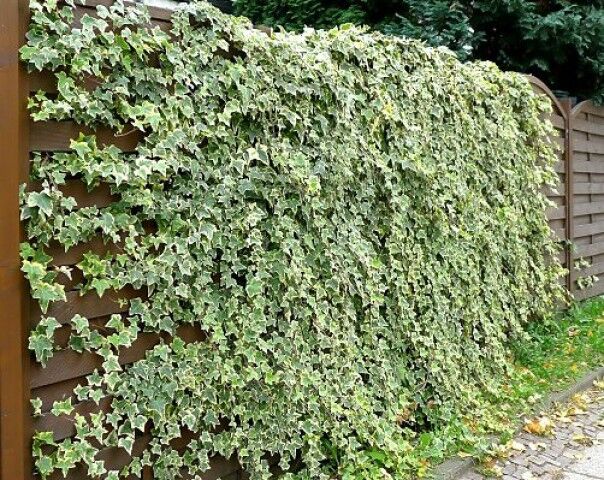 H E D E R A S A R M A S I K 3 A D E T 15 M E T R E S A R I L I C I B I T K I 1