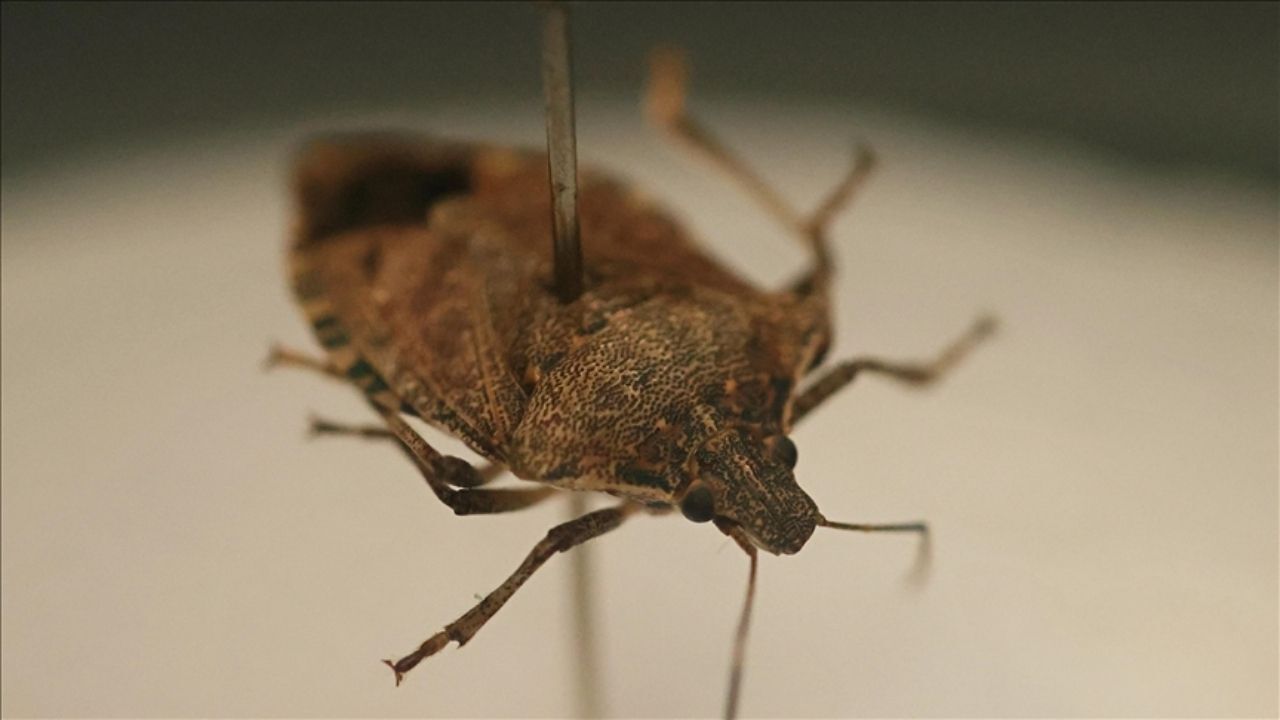 Kahverengi Kokarca (2)