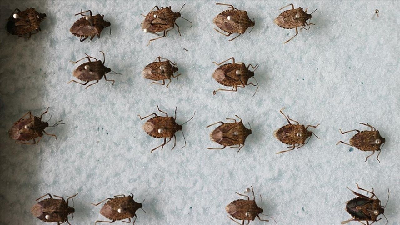 Kahverengi Kokarca (3)