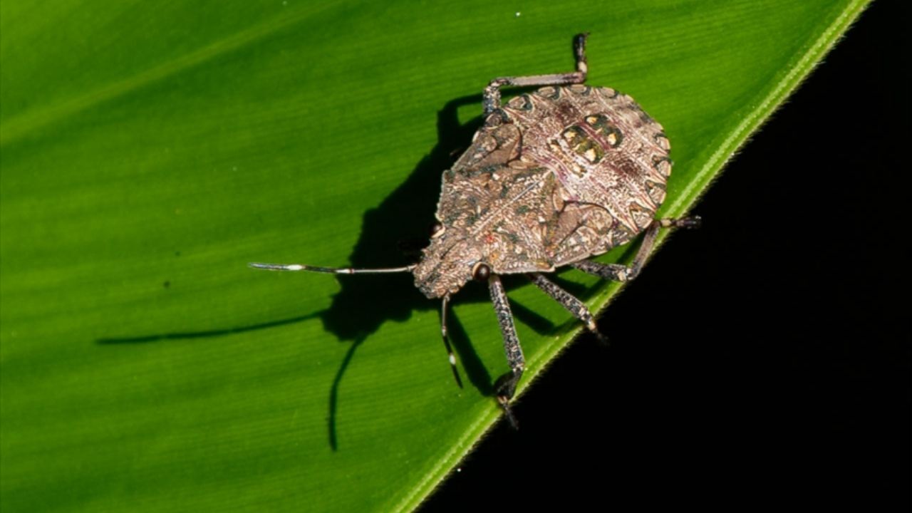 Kahverengi Kokarca (4)