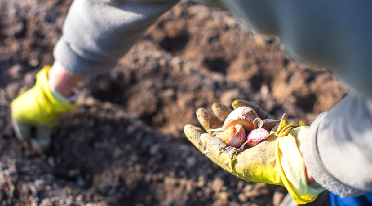 Planting Garlic Garden