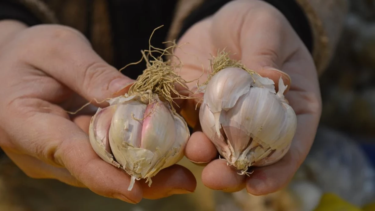 Sarimsak Icin Cin Uyarisi Iste Ayirt Etmenin Yollari 1610006832