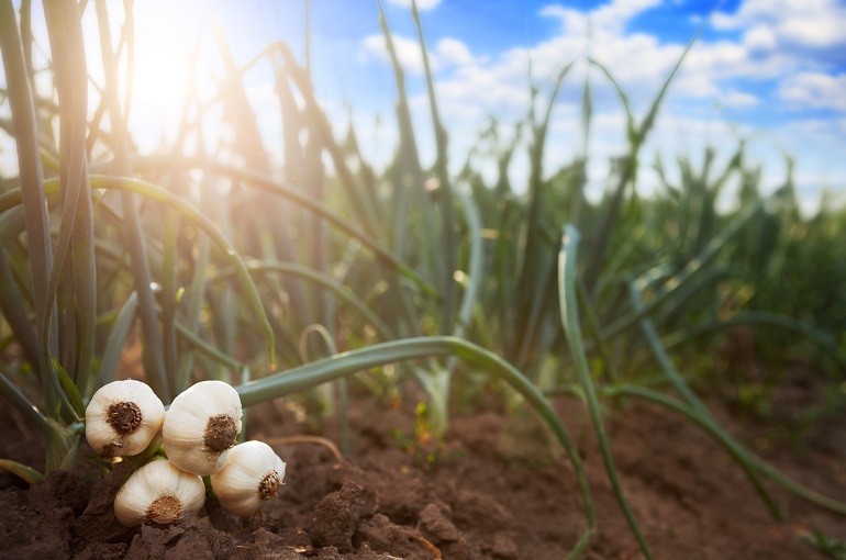 Ticari Sarımsak Yetiştiriciliği