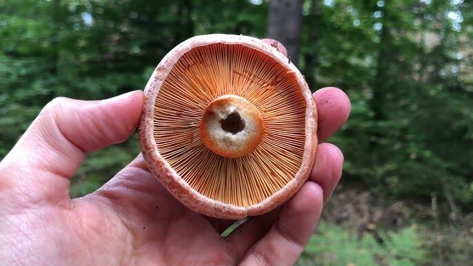 Toplayan Köşeyi Dönüyor! Bu Mantarın Kilosu 2 Bin Lira… (3)