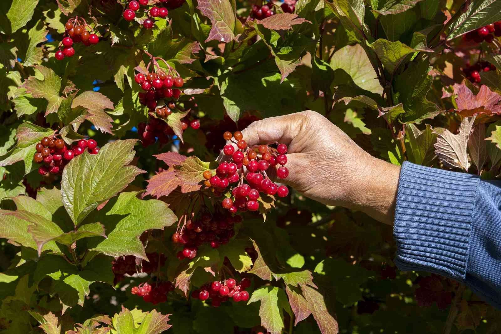 Turkiye Gilaburu Uretiminin Yuzde 65Ini Tek Basina 1634029238237