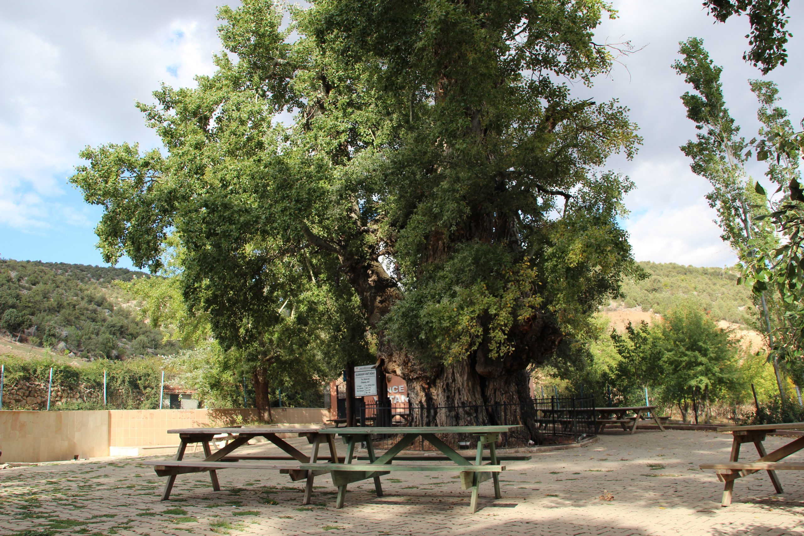 Yozgat Anit Agaclar 3 Scaled