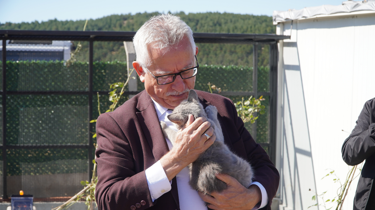 Yozgat Belediyesinden Kedi Oteli (2)