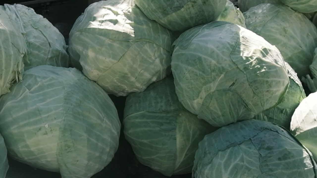 Yozgat Kış Sofralarının Vazgeçilmezi Cep Yakıyor (3)