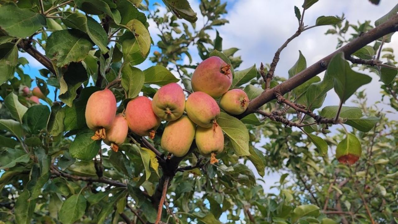 Yozgat’ta Doğa Takvimi Şaşırdı Görenle Hayret Ediyor 3