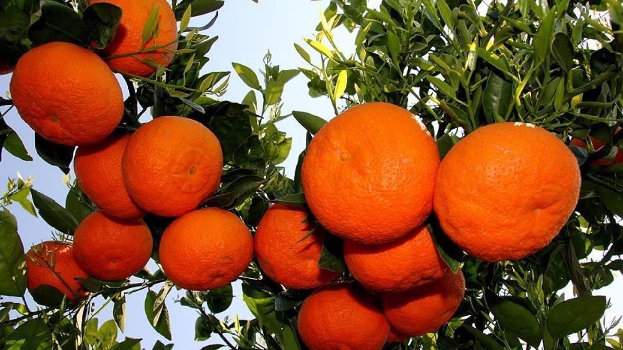 6 Bin 100 Kilo Mandalina Imha Edildi (3)