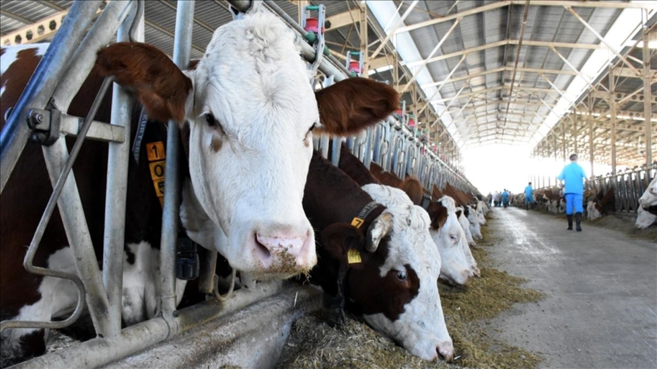 Aşılar Hayvanları Hasta Mı Ediyor (1)
