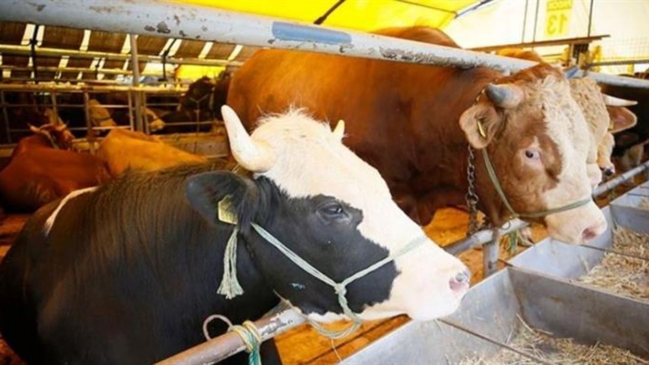 Aşılar Hayvanları Hasta Mı Ediyor (2)