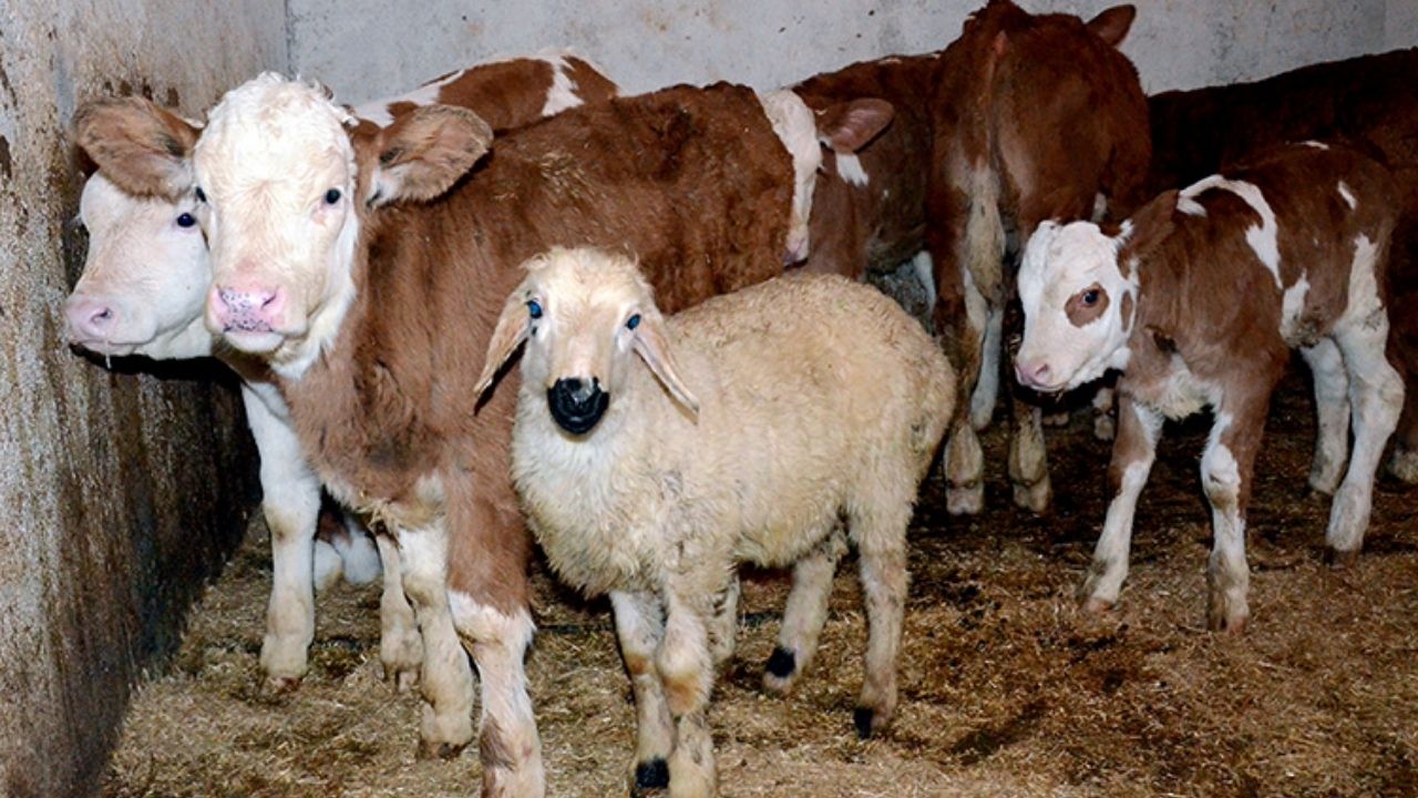 Aşılar Hayvanları Hasta Mı Ediyor (4)-1