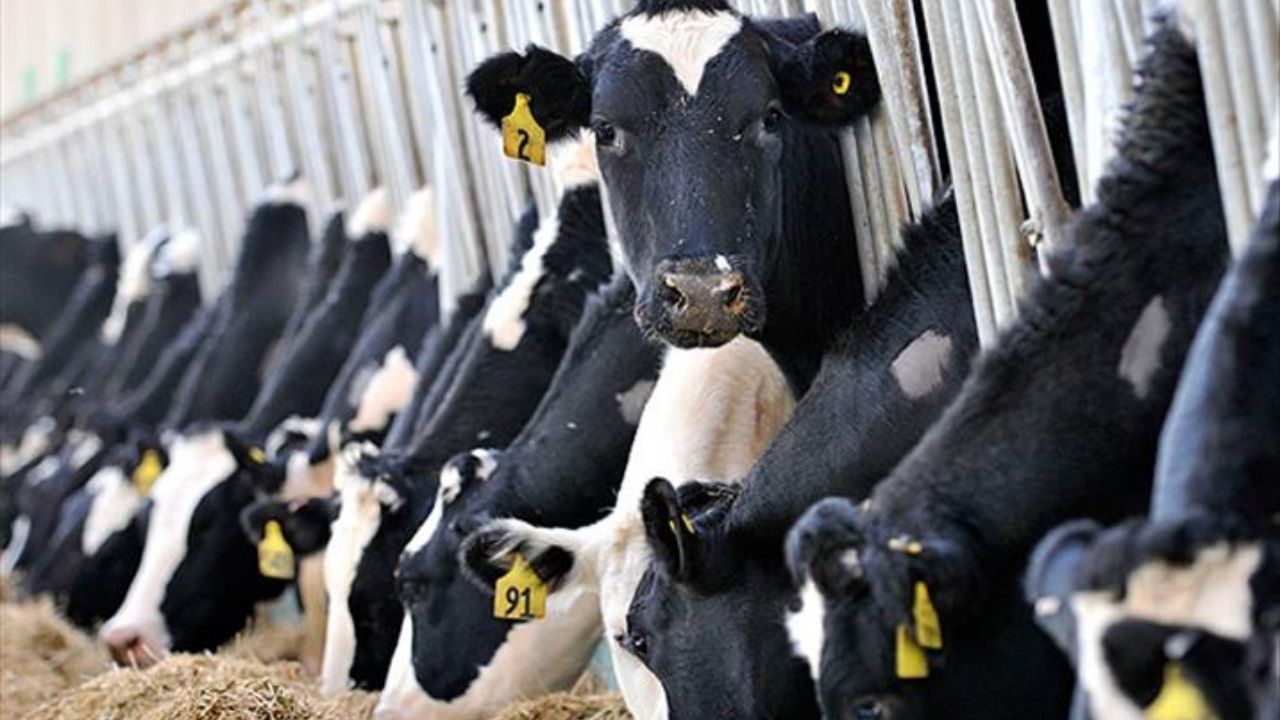 Aşılar Hayvanları Hasta Mı Ediyor (5)