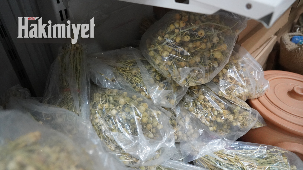 Halk Arasında Yüz Derde Deva Olarak Bilinen Bitki Şifa Dağıtıyor (5)