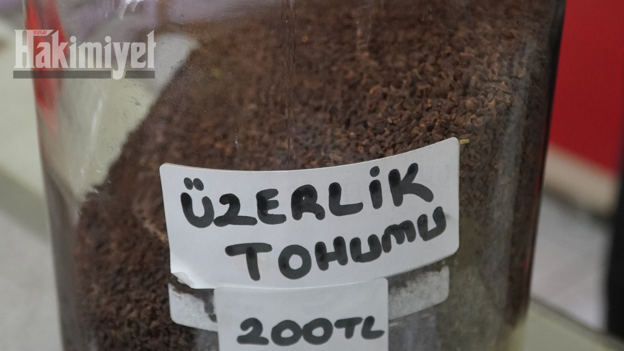 Halk Arasında Yüz Derde Deva Olarak Bilinen Bitki Şifa Dağıtıyor (6)