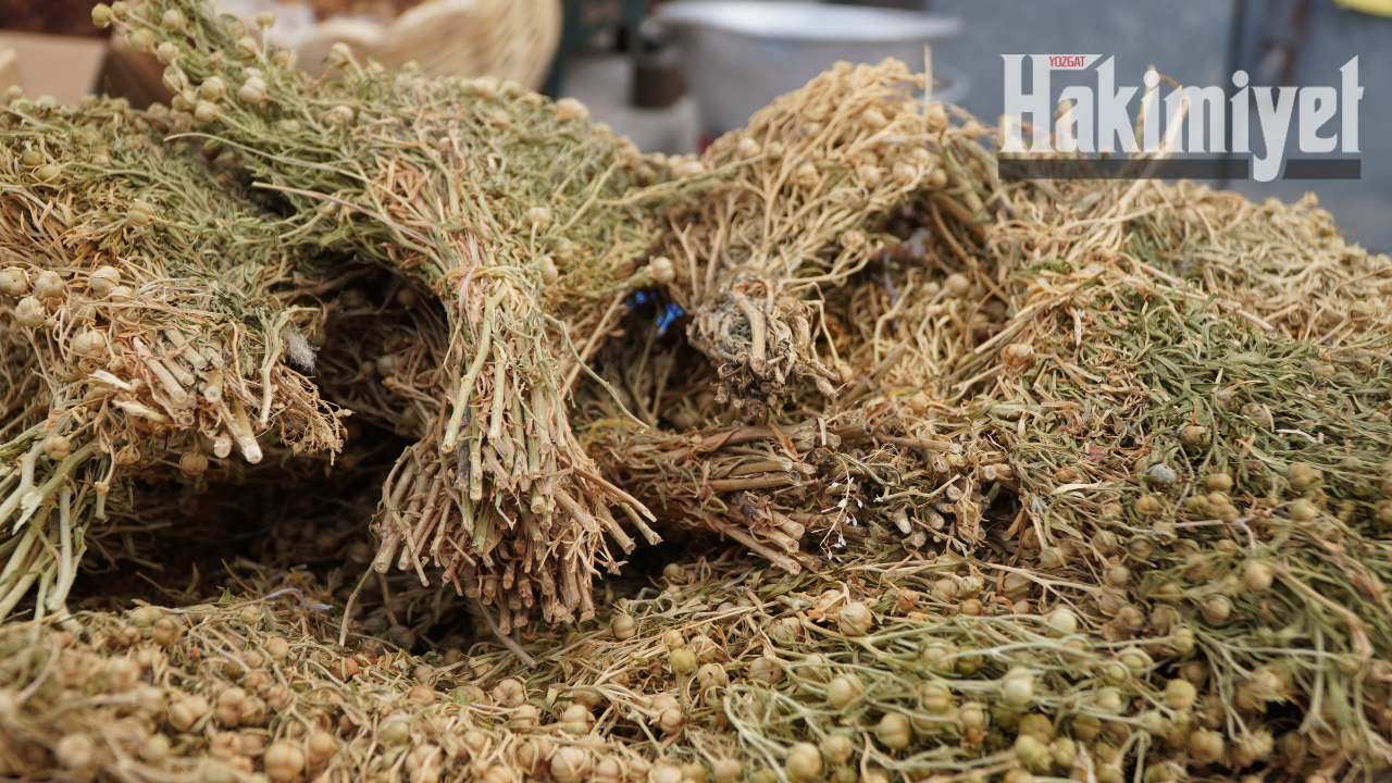 Halk Arasında Yüz Derde Deva Olarak Bilinen Bitki Şifa Dağıtıyor