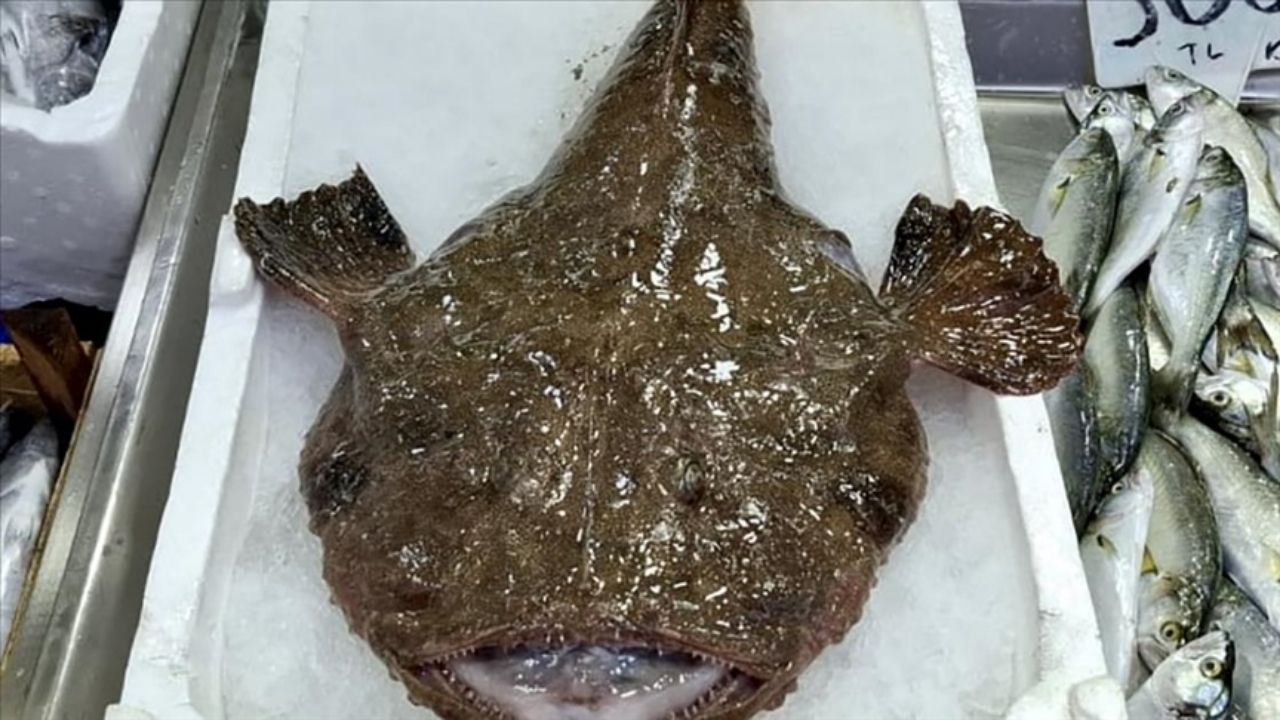 Sadece Kuyruğu Yenen Balık Fener Balığı Yararları (1)-1