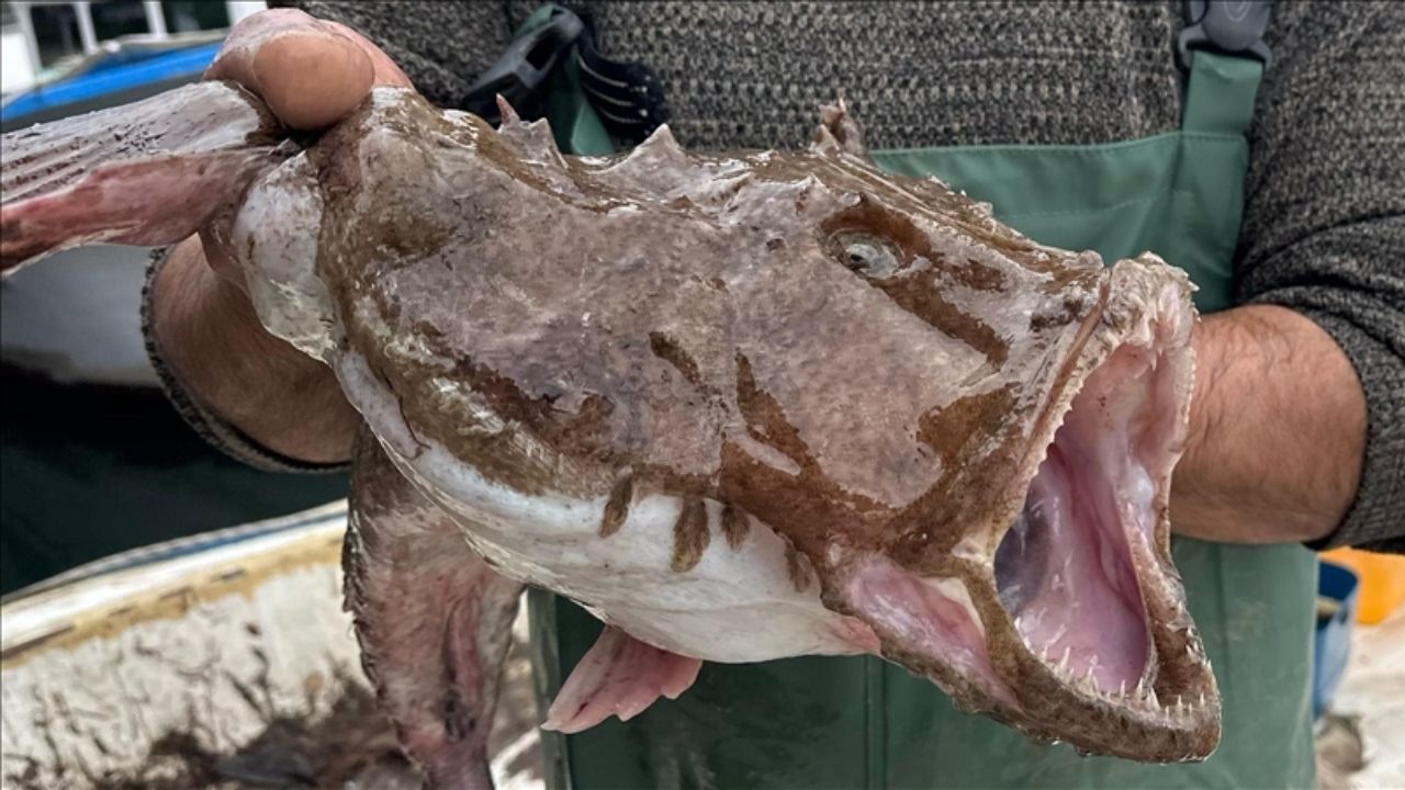 Sadece Kuyruğu Yenen Balık Fener Balığı Yararları (2)