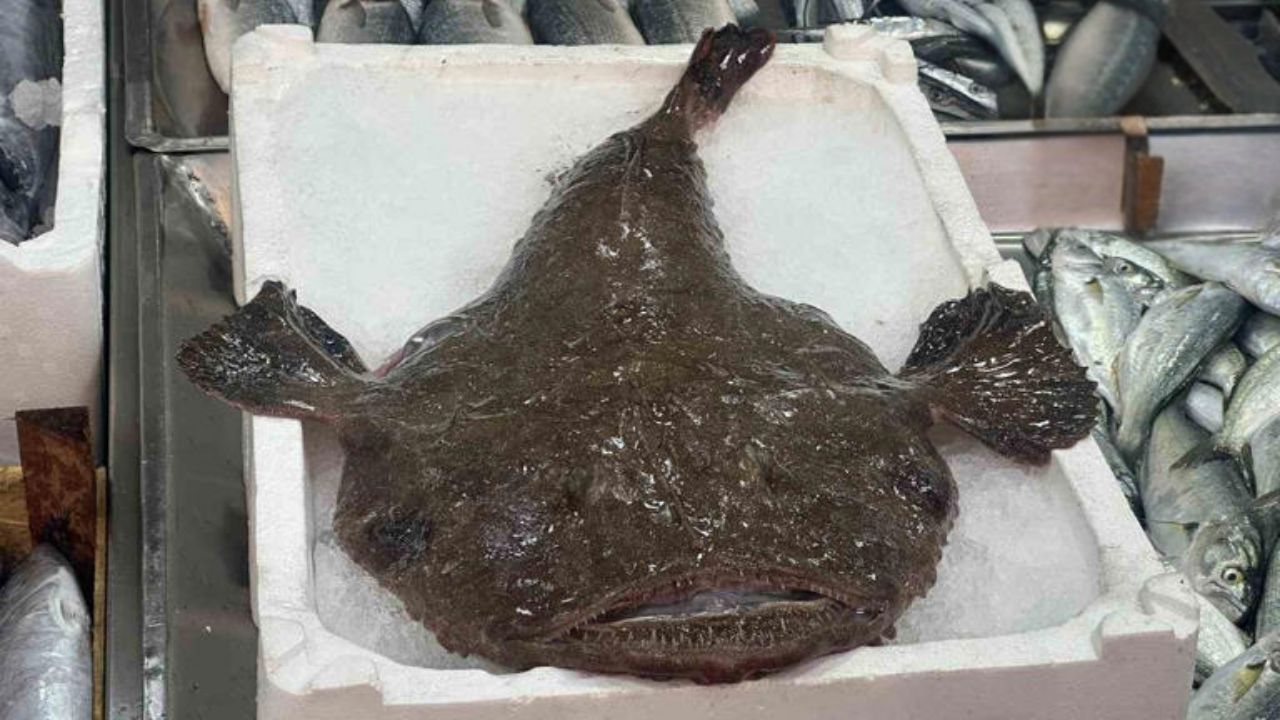 Sadece Kuyruğu Yenen Balık Fener Balığı Yararları (3)