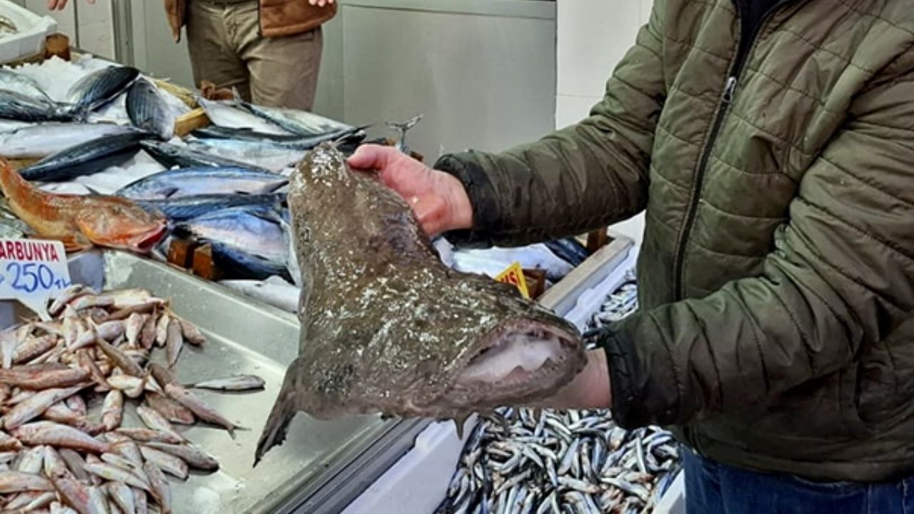 Sadece Kuyruğu Yenen Balık Fener Balığı Yararları (4)