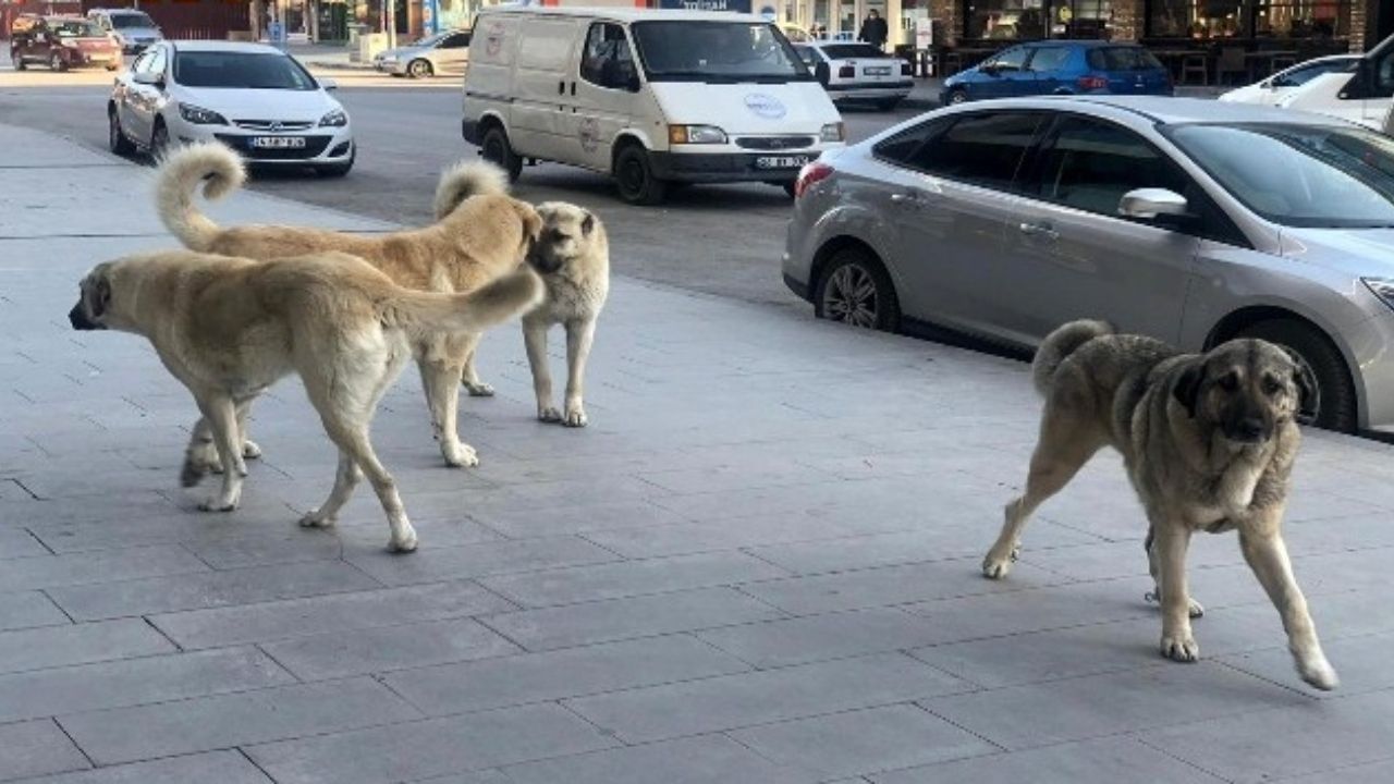 Sokak Köpeklerini Beslemek Yasaklandı (4)