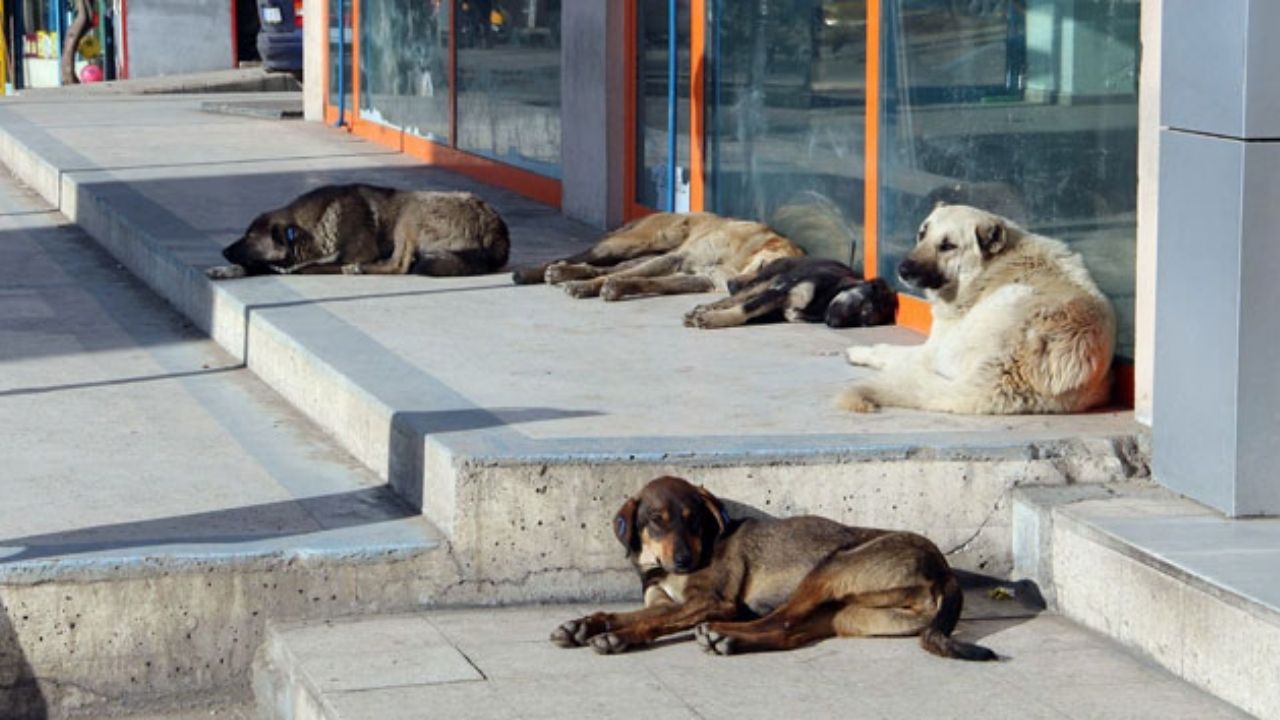 Sokak Köpeklerini Beslemek Yasaklandı (5)