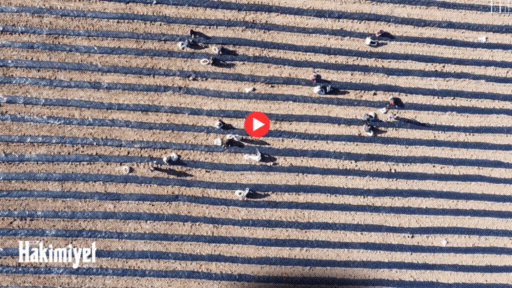 Yozgat’ta Tarıma Yeni Nefes: 400 Dönümlük Çilek Bahçesiyle Yüzler Gülecek