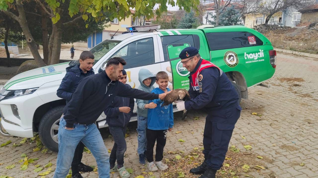Yaralı Kızıl Şahin Sorgun’da Bulundu Jandarma Ve Vatandaşlar Seferber Oldu (2)