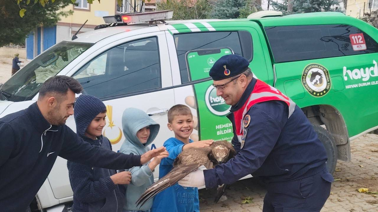 Yaralı Kızıl Şahin Sorgun’da Bulundu Jandarma Ve Vatandaşlar Seferber Oldu (3)