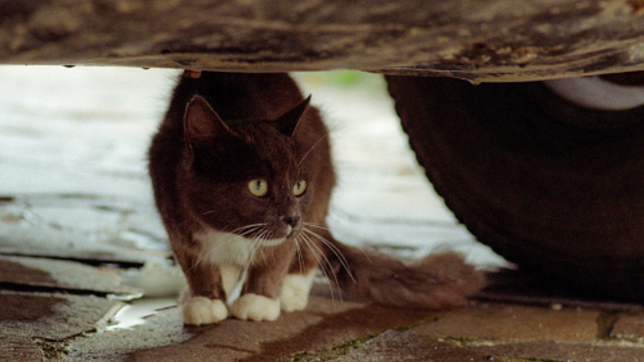 Yozgat Valiliği Sokak Hayvanları İçin Kritik Uyarı, (1)-1