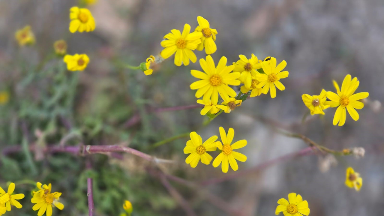 Yozgat'a Kış Gelmeden Bahar Geldi (1)