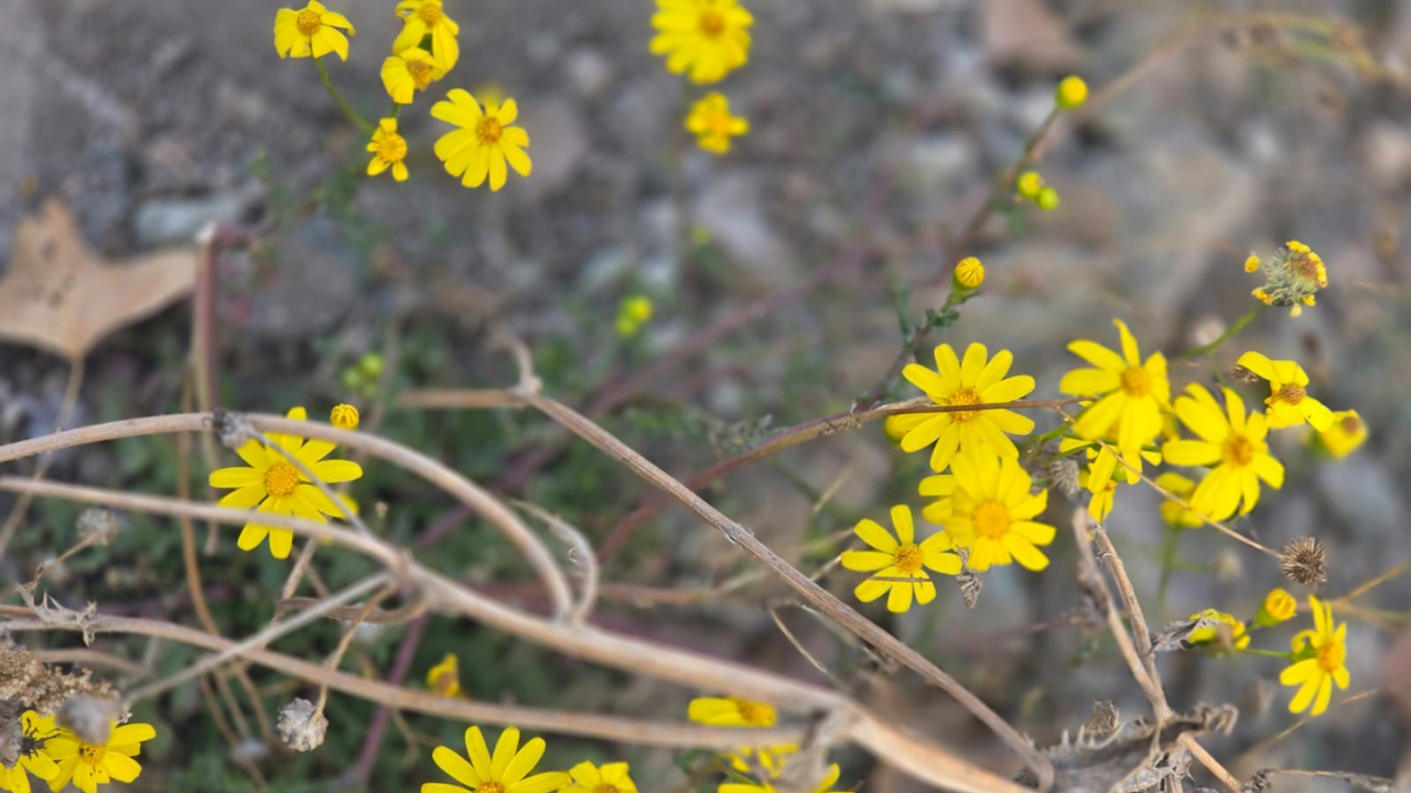 Yozgat'a Kış Gelmeden Bahar Geldi