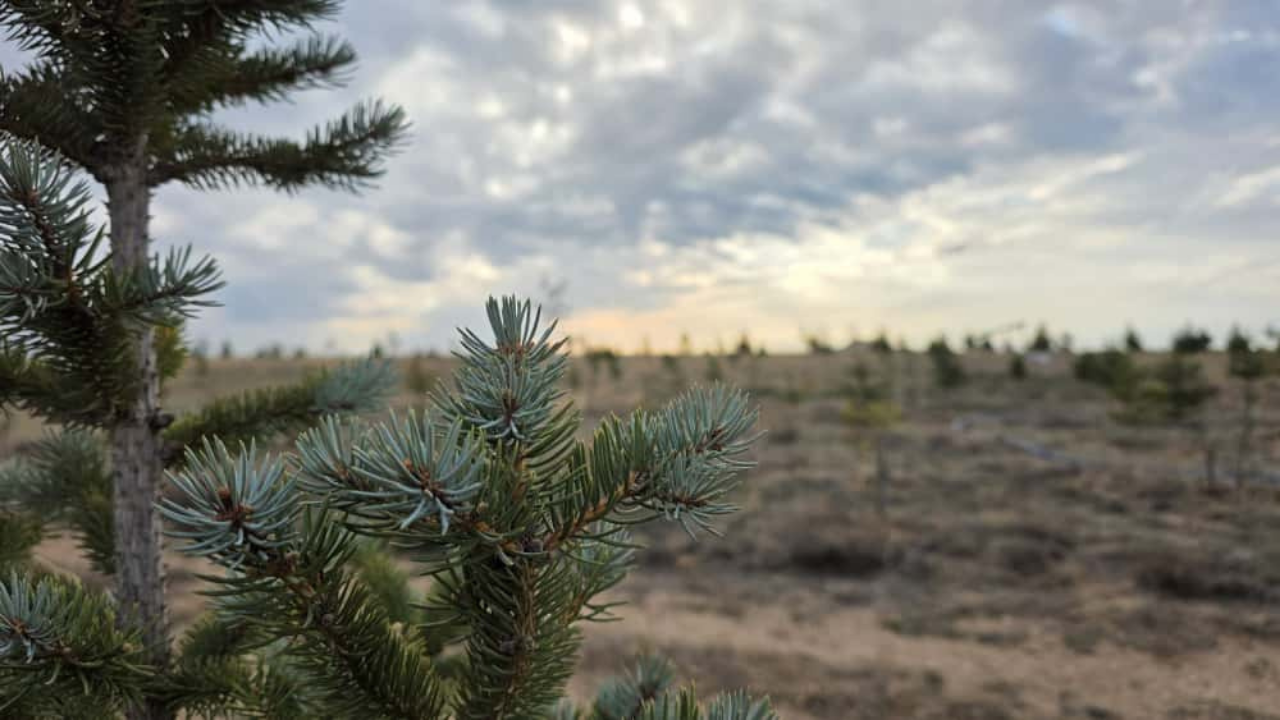 Yozgat’ta Ağaçlandırma İçin Örnek İş Birliği (4)