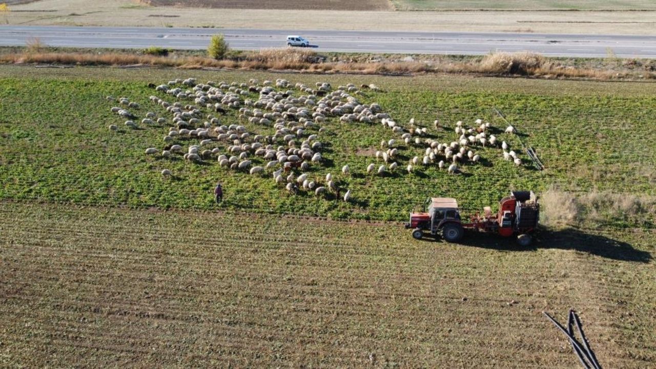 Yozgat'ta Pancar Hasadı Devam Ediyor (2)