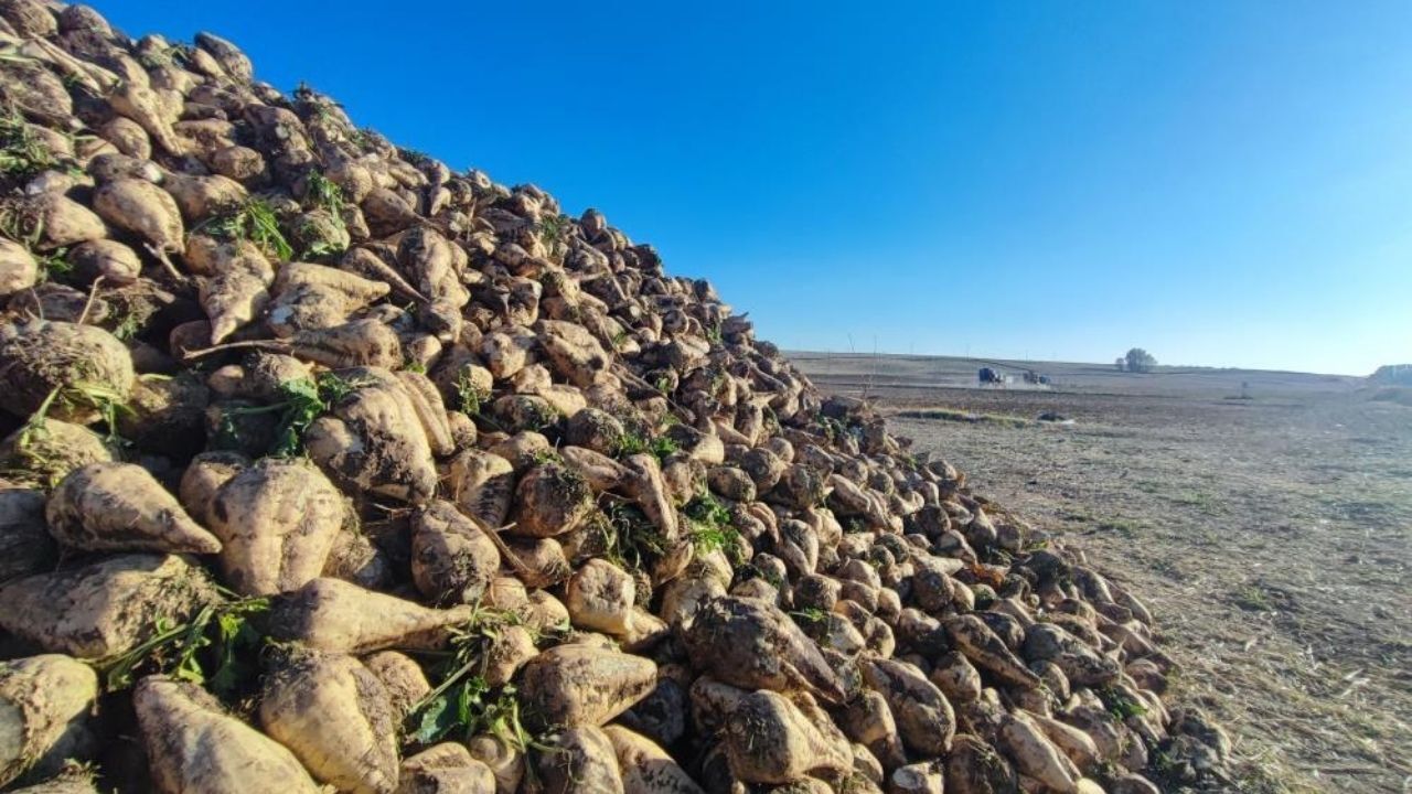 Yozgat'ta Pancar Hasadı Devam Ediyor (3)