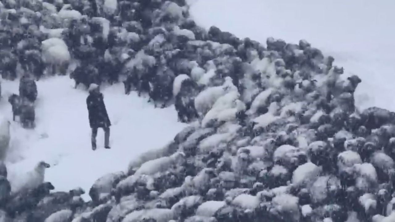 Artvin'de Acı Olay Çığ Altında Kalan Çobanların Cansız Bedenine Ulaşıldı (1)