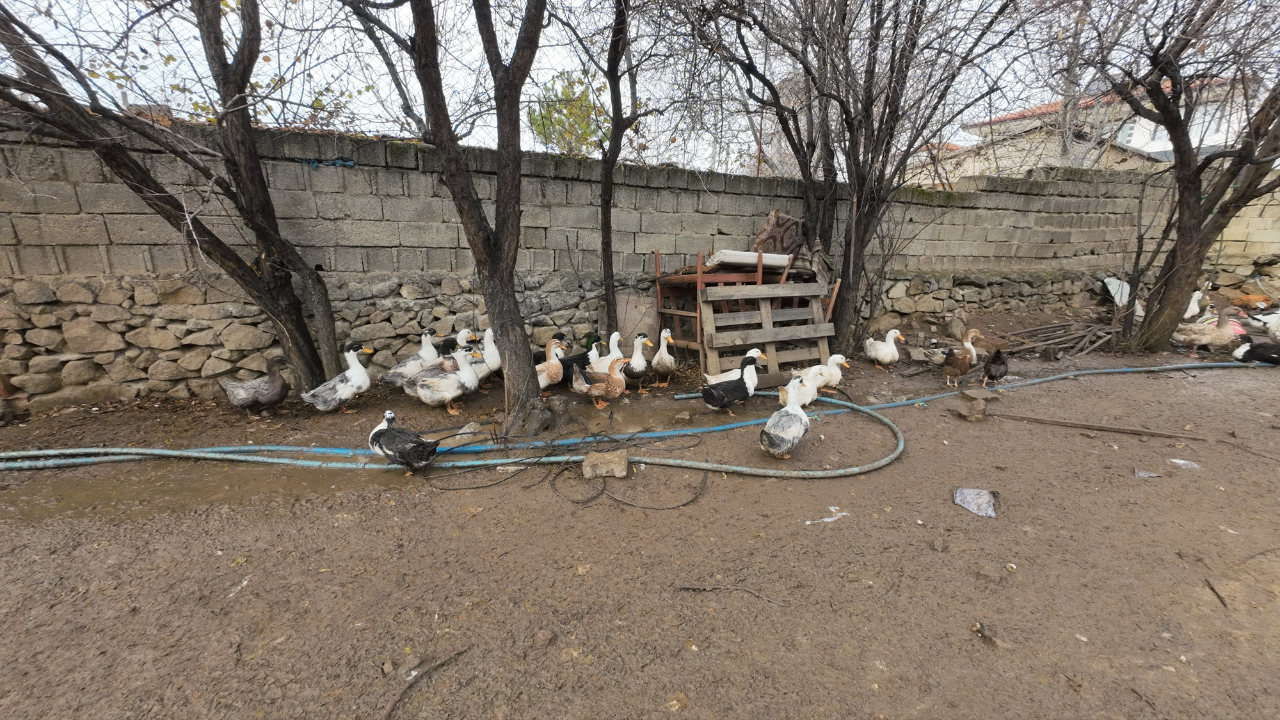 Şehirden Köye Uzanan Bir Dönüş Hikayesi (1)