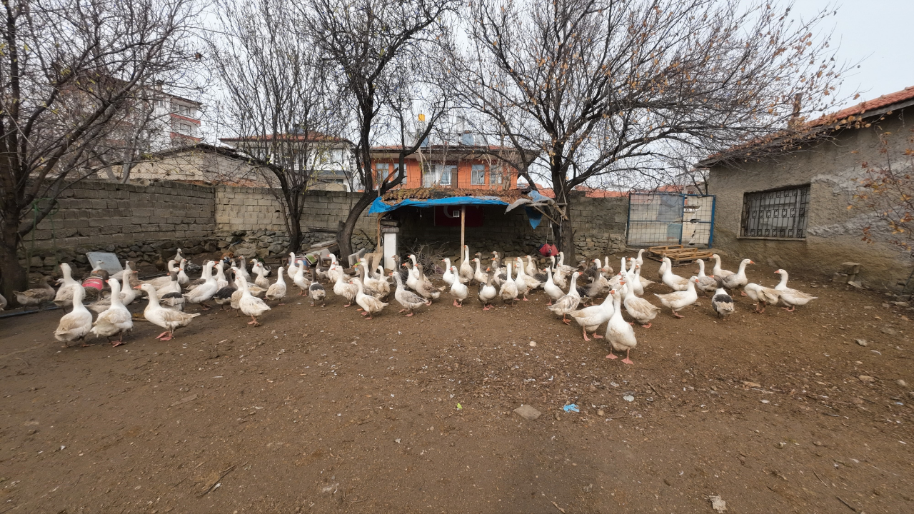 Şehirden Köye Uzanan Bir Dönüş Hikayesi (2)