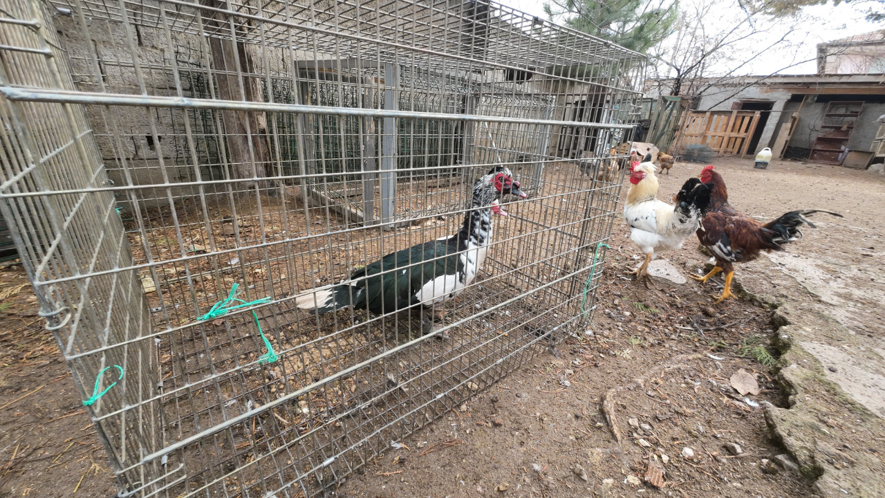 Şehirden Köye Uzanan Bir Dönüş Hikayesi (5)