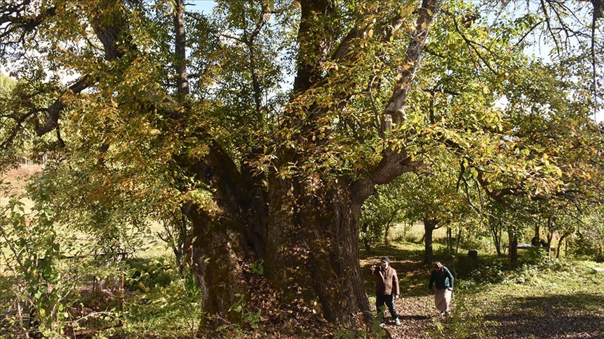 Thumbs B C A8498Ca4555F3A26919A89753Dde835A