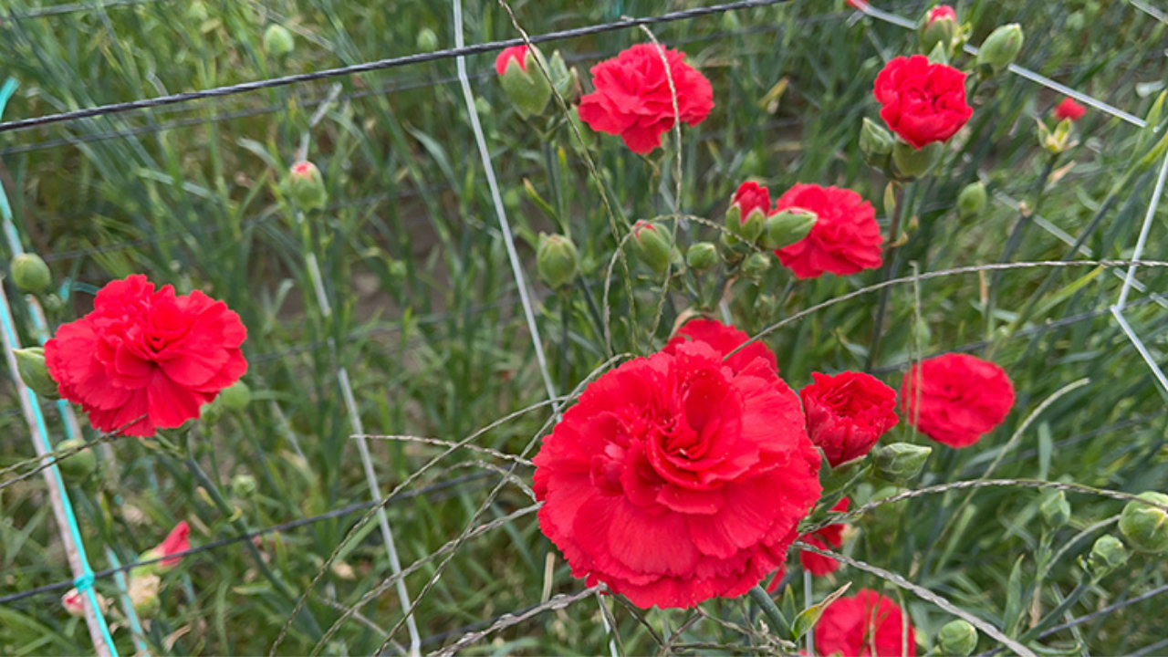 Yılbaşına Rekor Satış 12 Milyon Dolarlık İhracat (3)