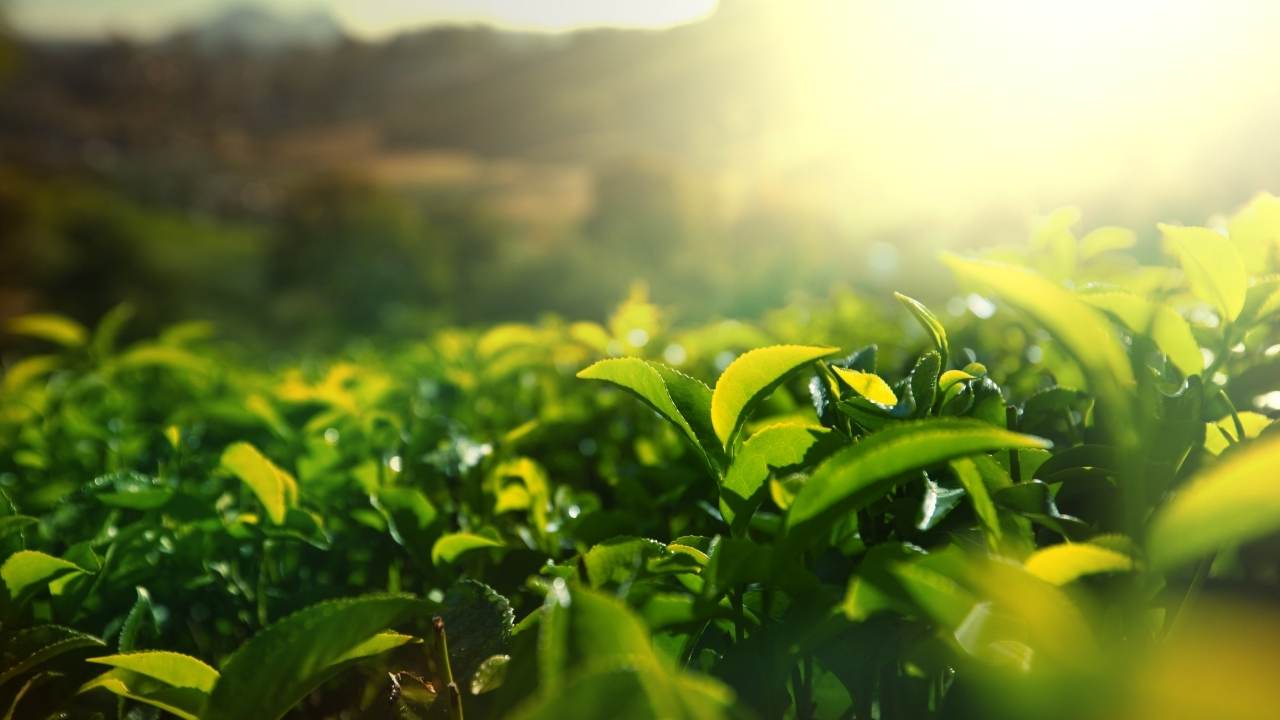 Yıllardır Çay Üretiyordu Sevilen Marka Üretimi Bırakıyor (1)