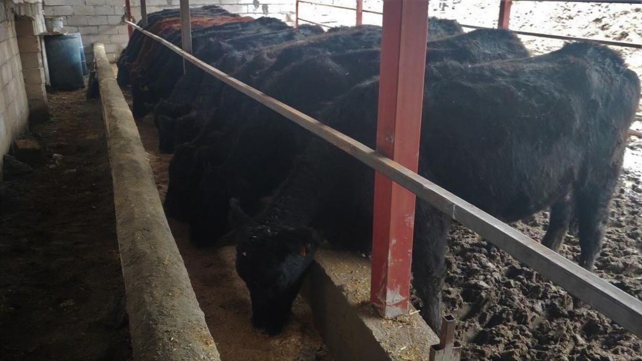 Yozgat'ta Atanamayan Sağlıkçı Hayvancılığa Adım Attı (2)