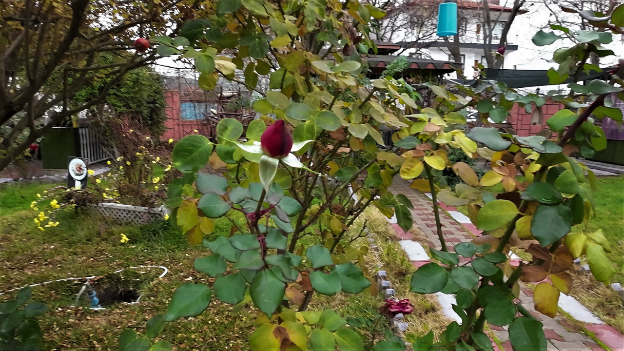 Yozgat’ta Yalancı Bahar Aralık Sıcağında Güller Yeniden Açtı (2)