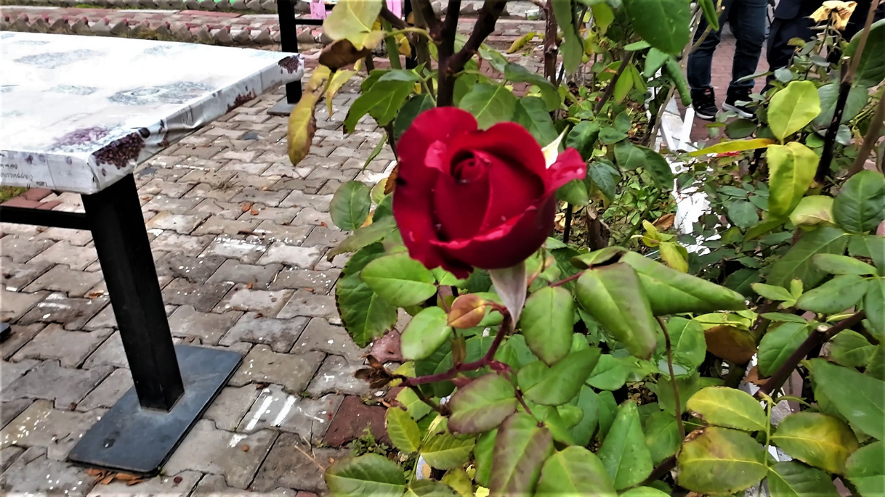 Yozgat’ta Yalancı Bahar Aralık Sıcağında Güller Yeniden Açtı (3)