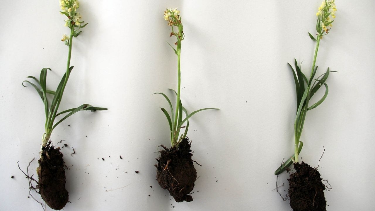 Akdağmadeni Salebi (2)