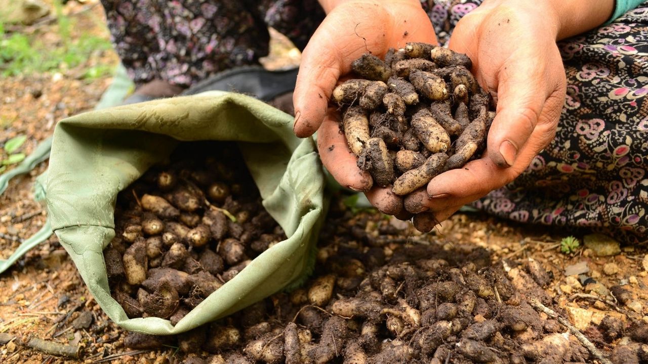 Akdağmadeni Salebi (3)