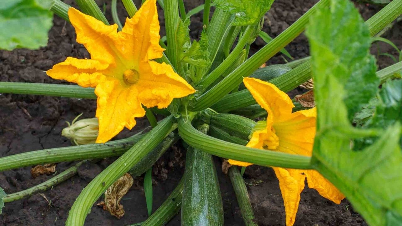 Çiçek Dolması (3)