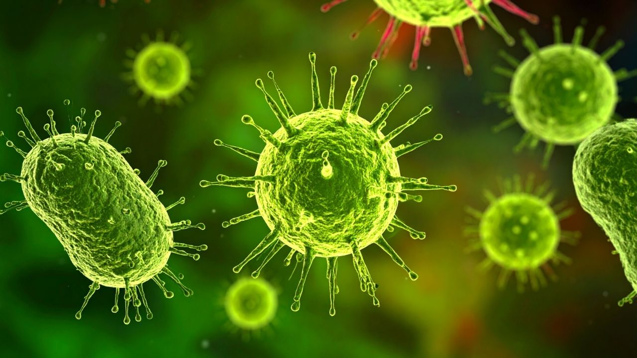 Nipah Virüsü Nedir, Türkiye’de Var Mı İşte Merak Edilen Tüm Detaylar (2)